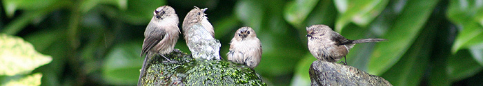 Bushtits bathing in our pond.